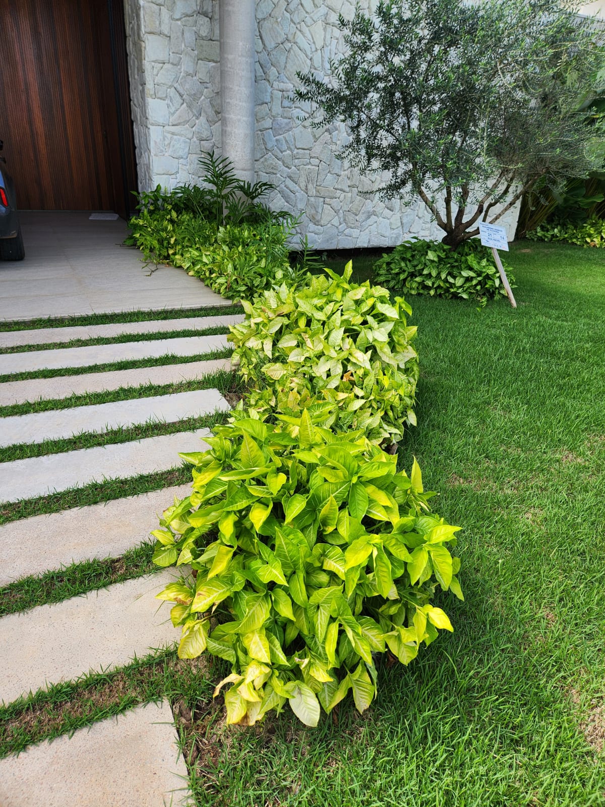 Pimenteiras ornamentais